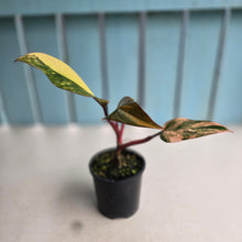 Load image into Gallery viewer, #RD43 Philodendron Strawberry Shake