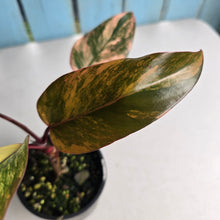 Load image into Gallery viewer, #RD43 Philodendron Strawberry Shake