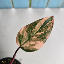 Load image into Gallery viewer, #RD43 Philodendron Strawberry Shake