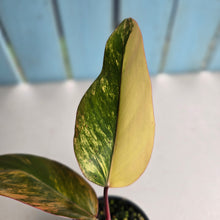 Load image into Gallery viewer, #RD43 Philodendron Strawberry Shake
