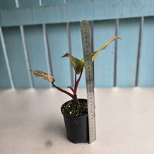Load image into Gallery viewer, #RD43 Philodendron Strawberry Shake