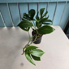 Load image into Gallery viewer, #R32 Rhaphidophora Decursiva