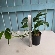 Load image into Gallery viewer, #R32 Rhaphidophora Decursiva