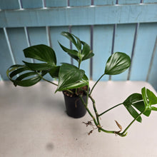 Load image into Gallery viewer, #R32 Rhaphidophora Decursiva