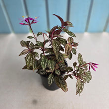 Load image into Gallery viewer, #R24 Sonerila Maculata
