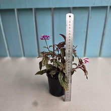 Load image into Gallery viewer, #R24 Sonerila Maculata