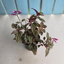 Load image into Gallery viewer, #R24 Sonerila Maculata