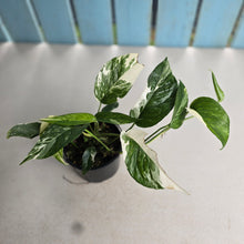 Load image into Gallery viewer, #R82 Variegated Epipremnum Pinnatum