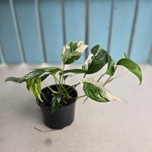 Load image into Gallery viewer, #R82 Variegated Epipremnum Pinnatum