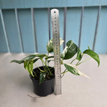 Load image into Gallery viewer, #R82 Variegated Epipremnum Pinnatum