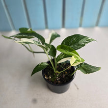 Load image into Gallery viewer, #R82 Variegated Epipremnum Pinnatum