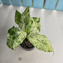 Load image into Gallery viewer, #R74 Alocasia Odora Batik