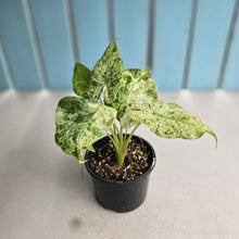 Load image into Gallery viewer, #R74 Alocasia Odora Batik