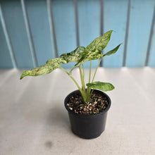 Load image into Gallery viewer, #R74 Alocasia Odora Batik