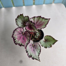 Load image into Gallery viewer, #R64 Begonia Unknown
