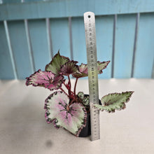 Load image into Gallery viewer, #R64 Begonia Unknown