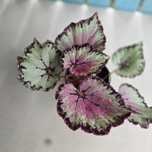 Load image into Gallery viewer, #R64 Begonia Unknown