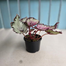 Load image into Gallery viewer, #R64 Begonia Unknown