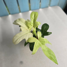 Load image into Gallery viewer, #RA10 Philodendron Florida Ghost