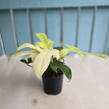 Load image into Gallery viewer, #RA10 Philodendron Florida Ghost