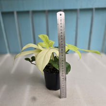 Load image into Gallery viewer, #RA10 Philodendron Florida Ghost