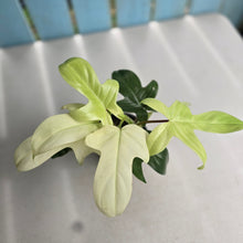 Load image into Gallery viewer, #RA10 Philodendron Florida Ghost