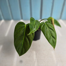 Load image into Gallery viewer, #R16 Philodendron Esmeraldense