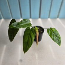 Load image into Gallery viewer, #R16 Philodendron Esmeraldense