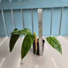 Load image into Gallery viewer, #R16 Philodendron Esmeraldense