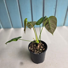Load image into Gallery viewer, #R16 Philodendron Esmeraldense