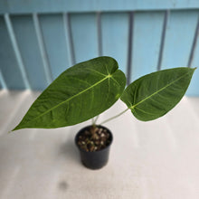 Load image into Gallery viewer, #RB13 Anthurium Purple Mama
