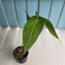 Load image into Gallery viewer, #RB13 Anthurium Purple Mama