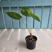 Load image into Gallery viewer, #RB13 Anthurium Purple Mama