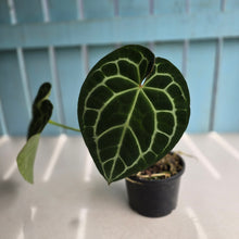 Load image into Gallery viewer, #RD14 Anthurium Crystallinum x