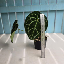 Load image into Gallery viewer, #RD14 Anthurium Crystallinum x