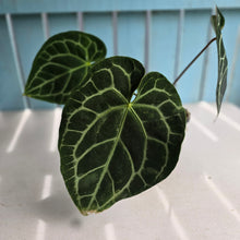 Load image into Gallery viewer, #RD14 Anthurium Crystallinum x
