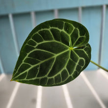 Load image into Gallery viewer, #RD14 Anthurium Crystallinum x