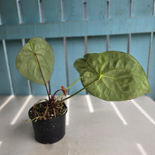 Load image into Gallery viewer, #RD14 Anthurium Crystallinum x
