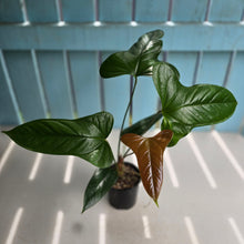 Load image into Gallery viewer, #R105 Anthurium Bogotense x