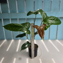 Load image into Gallery viewer, #R105 Anthurium Bogotense x