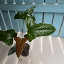 Load image into Gallery viewer, #R105 Anthurium Bogotense x
