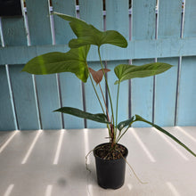 Load image into Gallery viewer, #R105 Anthurium Bogotense x