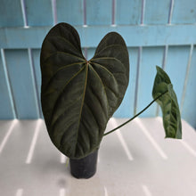 Load image into Gallery viewer, #RD46 Anthurium NOID