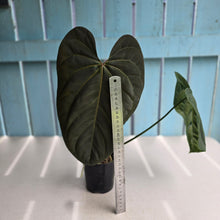 Load image into Gallery viewer, #RD46 Anthurium NOID