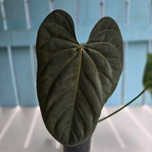Load image into Gallery viewer, #RD46 Anthurium NOID