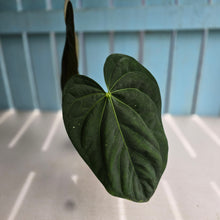 Load image into Gallery viewer, #RD46 Anthurium NOID