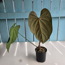 Load image into Gallery viewer, #RD46 Anthurium NOID