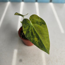Load image into Gallery viewer, #D557 Variegated Anthurium Forgetii x