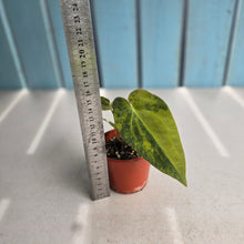 Load image into Gallery viewer, #D557 Variegated Anthurium Forgetii x