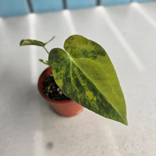 Load image into Gallery viewer, #D557 Variegated Anthurium Forgetii x